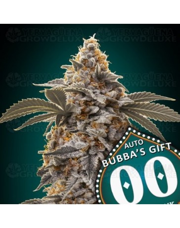 Auto Bubba´s Gift - 00 Seeds