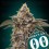 Auto Bubba´s Gift - 00 Seeds