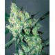 White Russian Serious Seeds regular