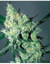 White Russian Serious Seeds regular