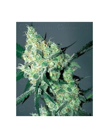 White Russian Serious Seeds regular