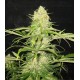 Critical CBD Seeds