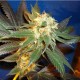 Diesel CBD Seeds