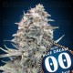 Auto Blue Dream - 00 Seeds