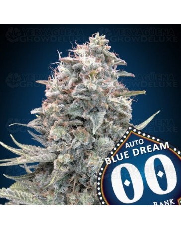 Auto Blue Dream - 00 Seeds