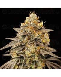 Auto Biscotti Zkittlez - 00 Seeds