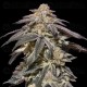 Auto Apple Bananas - 00 Seeds