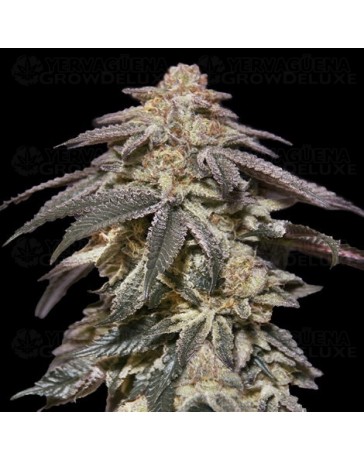 Auto Apple Bananas - 00 Seeds