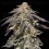 Auto Apple Bananas - 00 Seeds
