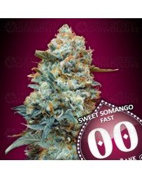 Sweet Somango Fast - 00 Seeds