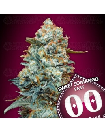Sweet Somango Fast - 00 Seeds
