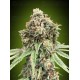 Sweet Critical Fast - 00 Seeds