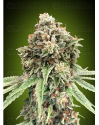 Sweet Critical Fast - 00 Seeds