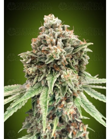 Sweet Critical Fast - 00 Seeds