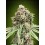 Sweet Critical Fast - 00 Seeds