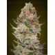 Sweet Critical CBD - 00 Seeds