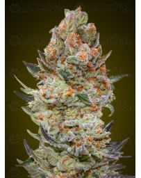 Sweet Critical CBD - 00 Seeds