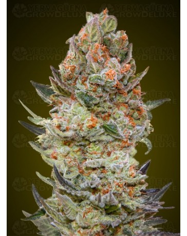Sweet Critical CBD - 00 Seeds