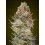 Sweet Critical CBD - 00 Seeds