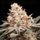 Rainbow Mints - 00 Seeds