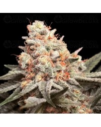 Rainbow Mints - 00 Seeds