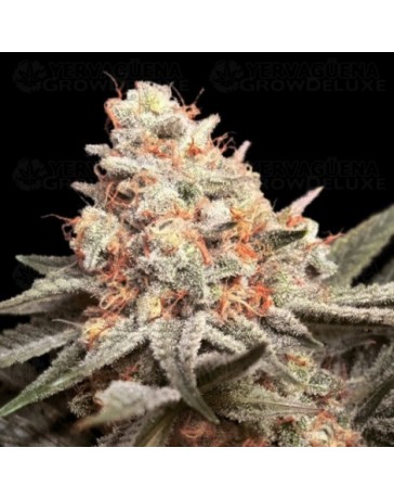 Rainbow Mints - 00 Seeds