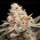 Rainbow Mints - 00 Seeds