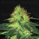 Domina CBD Seeds