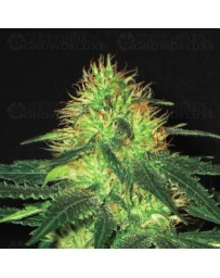 Domina CBD Seeds