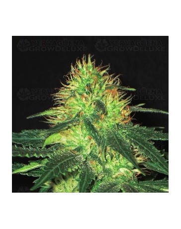 Domina CBD Seeds