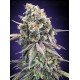 Purple Punch - 00 Seeds