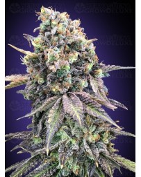 Purple Punch - 00 Seeds