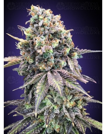 Purple Punch - 00 Seeds