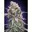 Purple Punch - 00 Seeds