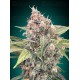 Northern Lights CBD - 00 Seeds