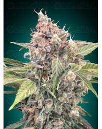 Northern Lights CBD - 00 Seeds