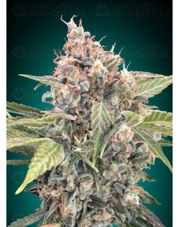 Northern Lights CBD - 00 Seeds