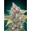 Northern Lights CBD - 00 Seeds
