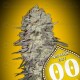 Mimosa Fast - 00 Seeds