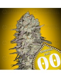 Mimosa Fast - 00 Seeds