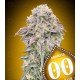 Mimosa - 00 Seeds