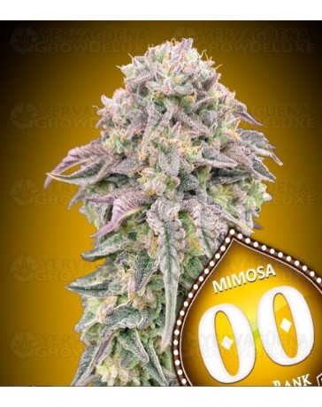 Mimosa - 00 Seeds