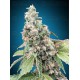 Harlequin CBD - 00 Seeds