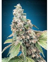 Harlequin CBD - 00 Seeds