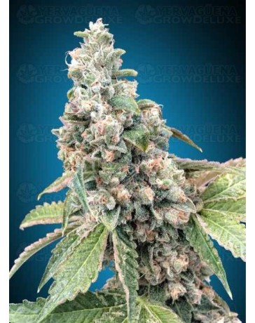 Harlequin CBD - 00 Seeds