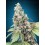 Harlequin CBD - 00 Seeds