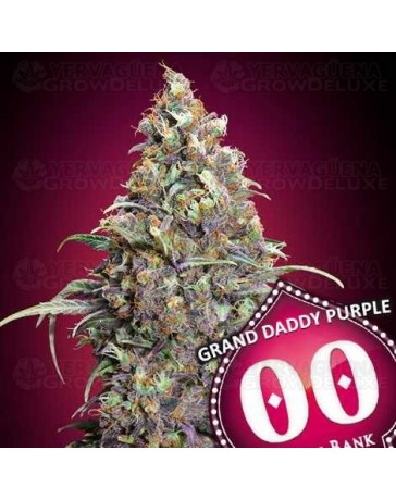 Grand Daddy Purple - 00 Seeds