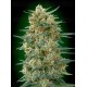 Gorilla Fast - 00 Seeds