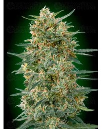 Gorilla Fast - 00 Seeds