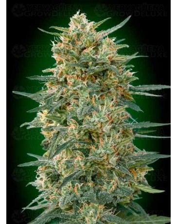 Gorilla Fast - 00 Seeds